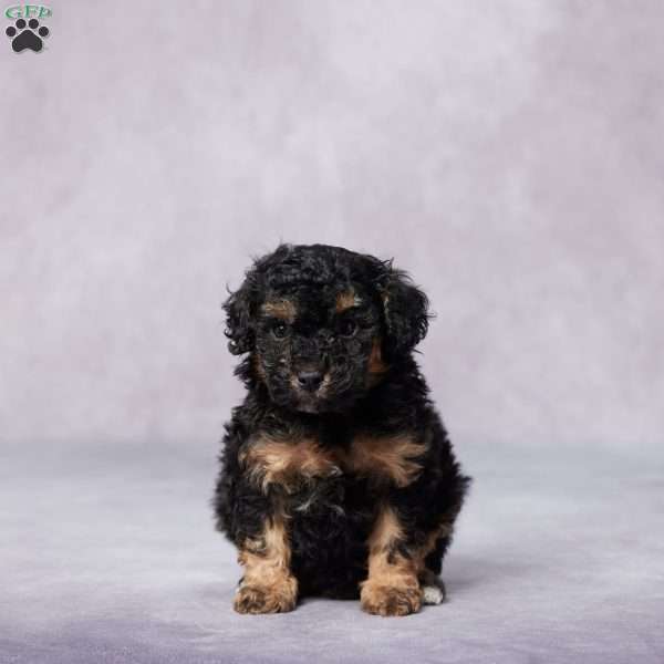 Tess, Miniature Poodle Puppy